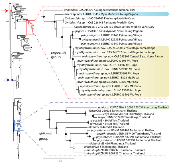 Phylogenetic relationships of the species of the Cyrtodactylus peguensis and C. oldhami groups.