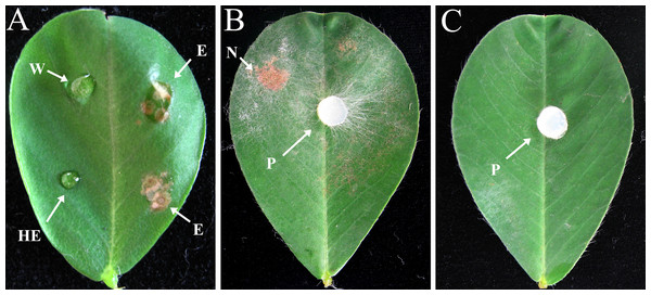 Effects of crude enzyme extract from R. solani culture and R. solani mycelium inoculated onto peanut leaf for 2 days.