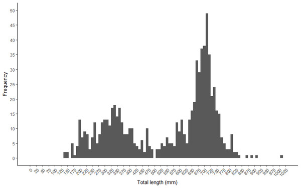 Total length frequency of Gulf Corvina from raw data represented in 10 mm bins.