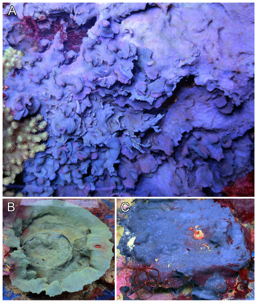 Growth form and color variations of the aquaria sponges, all with identical ITS genotype.
