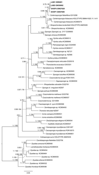 Bayesian inference phylogram of 28S of Phyllospongiinae and selected other Keratosa, rooted with dysideid outgroup taxa.