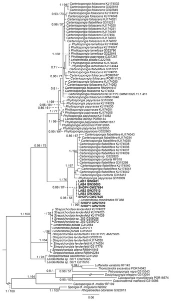 Bayesian inference phylogram of ITS2 of Phyllospongiinae, rooted with spongiid and thorectine outgroup taxa.