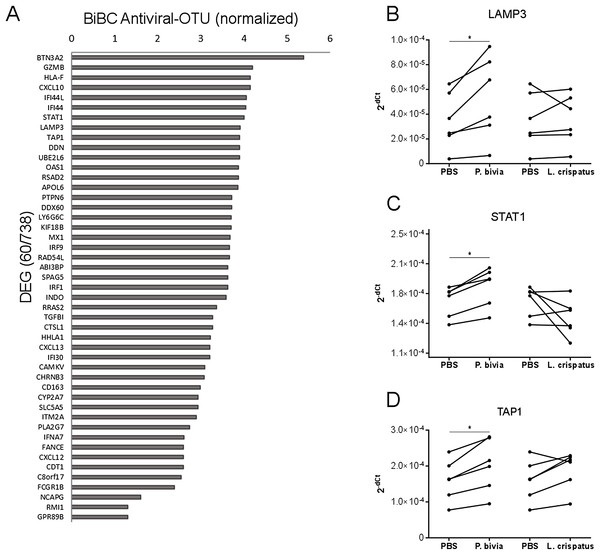 Host gene expression regulated by P. bivia.