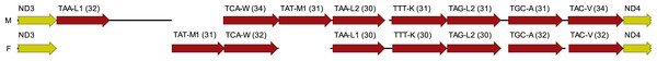 Alignment of a fragment of F and M mitogenomes located between nd3 and nd4.
