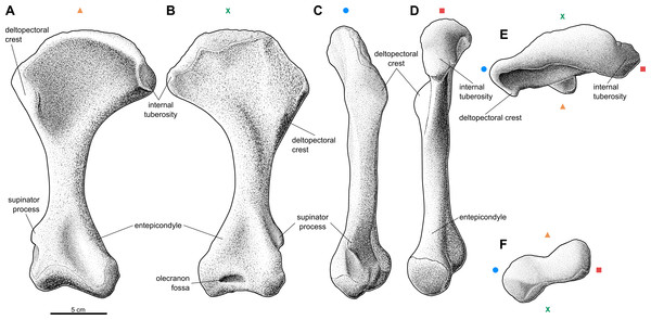 Reconstruction of the right humerus of the aetosaur Stagonolepis olenkae, Sulej, 2010.