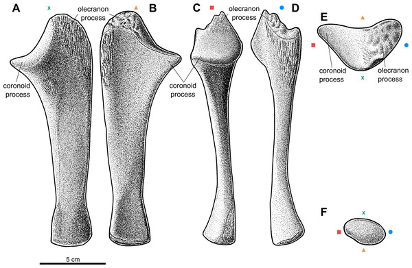 Reconstruction of the left ulna of the aetosaur Stagonolepis olenkae,Sulej, 2010.