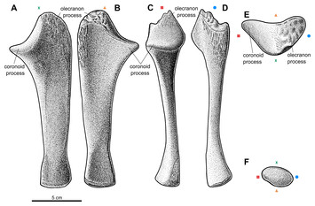 Osteology of a forelimb of an aetosaur Stagonolepis olenkae ...