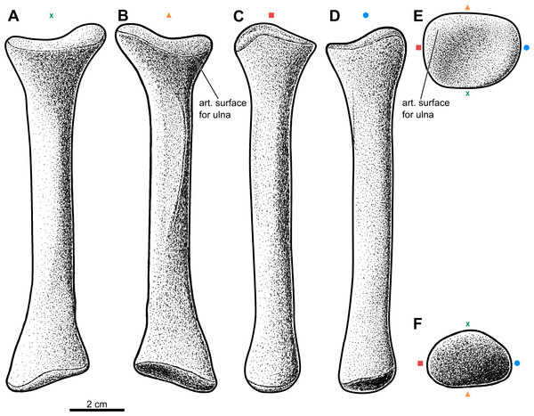 Reconstruction of the left radius of the aetosaur Stagonolepis olenkae,Sulej, 2010.