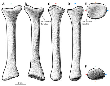 Osteology of a forelimb of an aetosaur Stagonolepis olenkae ...