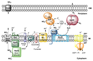 Genomic organization, gene expression and activity profile of ...