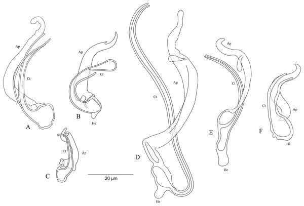 Sclerotized structures of the undescribed species of Cichlidogyrus characterized in this study.