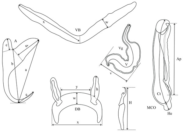 Measurements used in the descriptions of the new species of Cichlidogyrus.