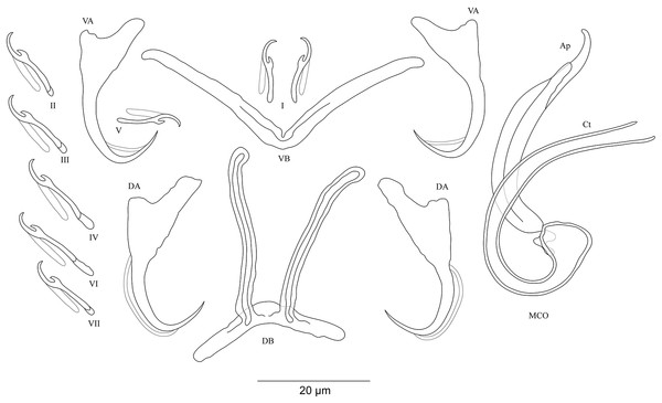 Sclerotized structures of Cichlidogyrus koblmuelleri sp. nov. ex Cardiopharynx schoutedeni.
