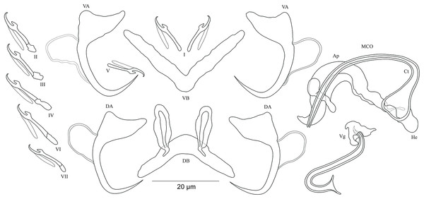Sclerotized structures of Cichlidogyrus antoineparisellei sp. nov. ex Interochromis loocki.
