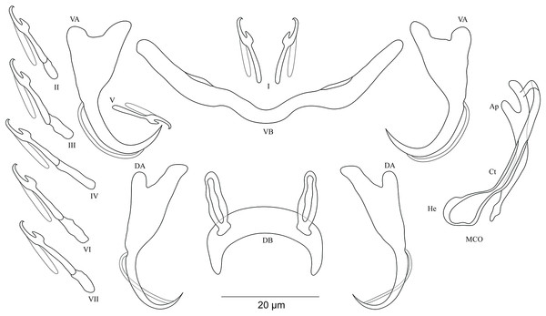 Sclerotized structures of Cichlidogyrus masilyai sp. nov. ex Petrochromis orthognathus.