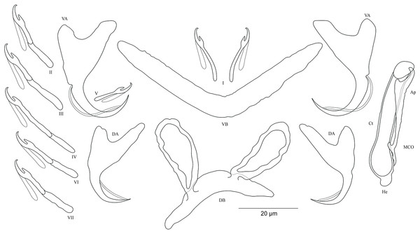 Sclerotized structures of Cichlidogyrus salzburgeri sp. nov. ex Petrochromis trawavasae.