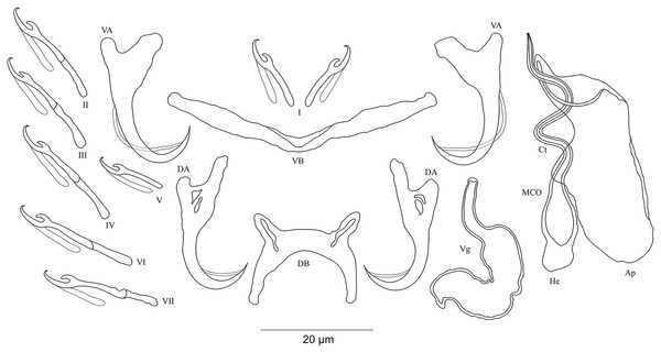 Sclerotized structures of Cichlidogyrus sergemorandi sp. nov. ex Tylochromis polylepis.