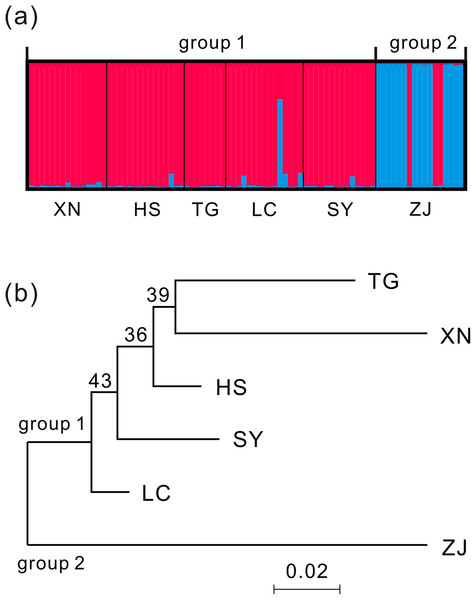 Two genetic groups of T. grandis identified by STRUCTURE analysis (K = 2) (A) and neighbor-joining (NJ) phylogenetic tree (bootstrap values above branches) (B).