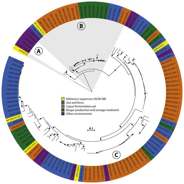 Phylogeny and environmental distribution of the mcrA sequences within the Methanomassiliicoccales order.