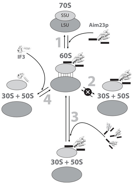 The hypothetic scheme of the formation and dissociation of E. coli ribosomes intermediate state in vitro.