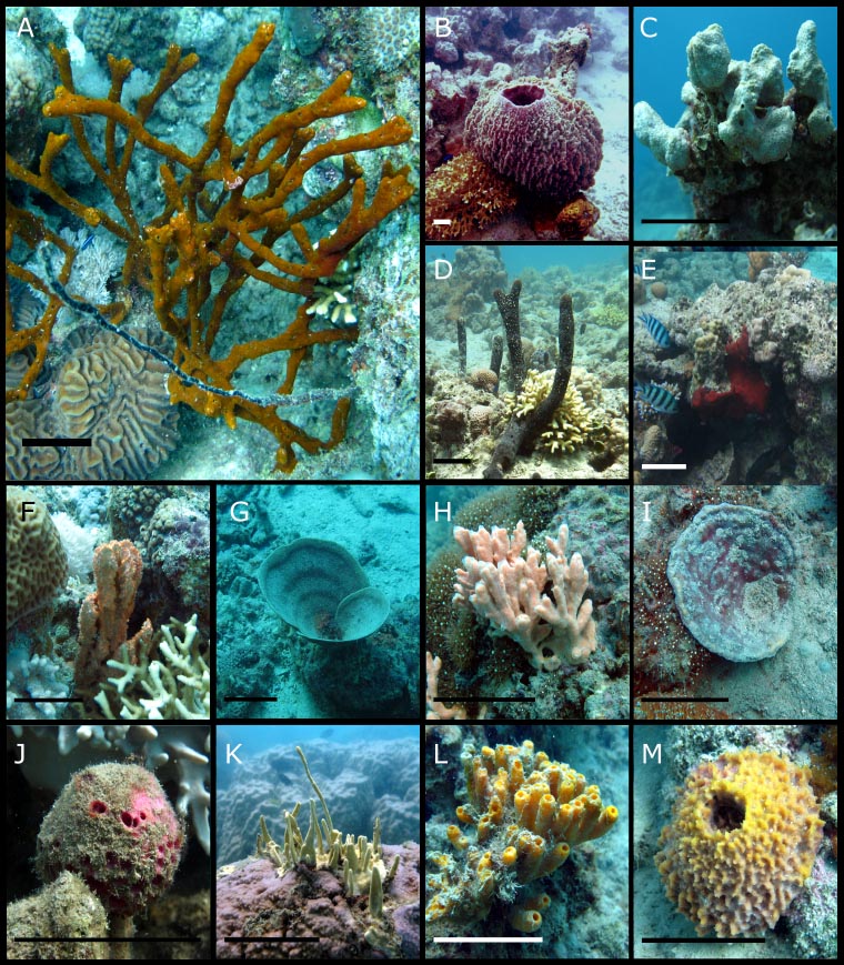Morphological characterization of virus-like particles in coral reef ...