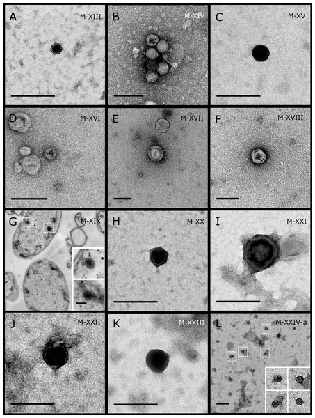 Representative morphotypes of virus-like particles associated with GBR sponges.