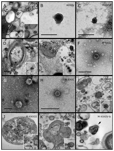 Representative morphotypes of virus-like particles associated with GBR and Red Sea sponges.