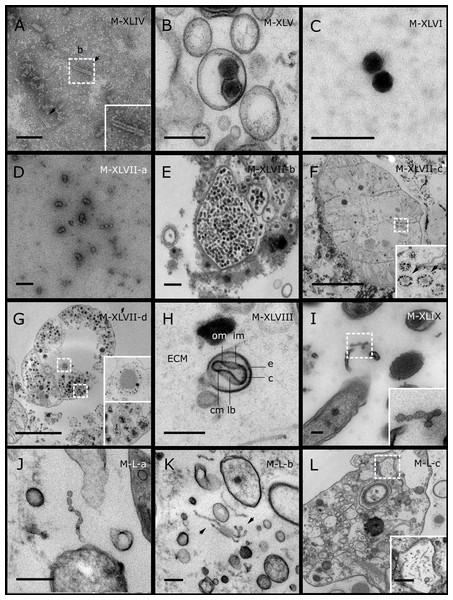 Representative morphotypes of virus-like particles associated with GBR and Red Sea sponges.