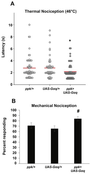 Nociceptor-specific overexpression of Gαq causes hypersensitivity to noxious thermal and mechanical stimuli.