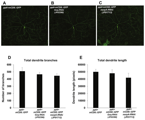 Nociceptor-specific knockdown of Gαq and norpA does not cause changes in mdIV neuron dendrite length or branch number.