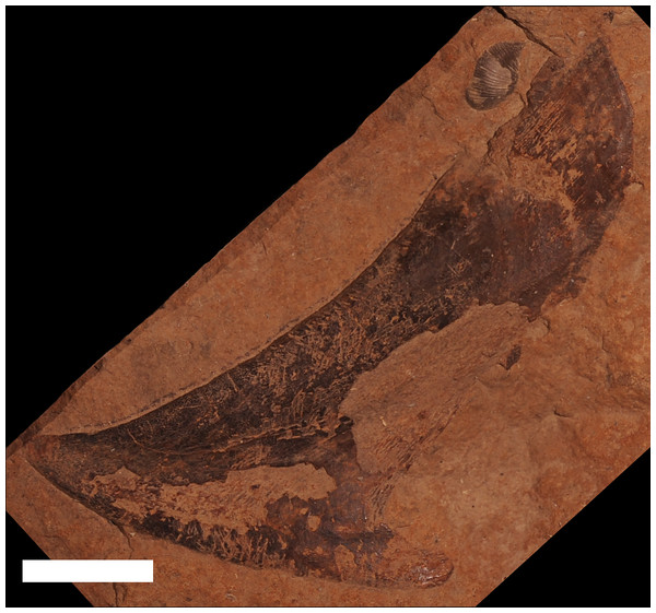 A supragnathal plate from an unknown ptyctodont from the Traverse Group.