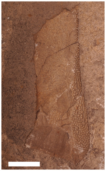 An incomplete armor plate from Eczematolepis sp.