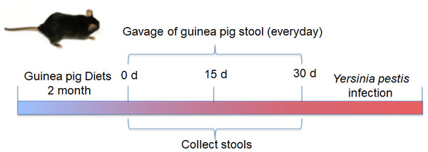 Schematic diagram showing the design and timeline of the mice experiments.