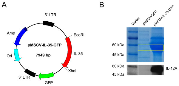 Characterization of mouse IL-35 expression.