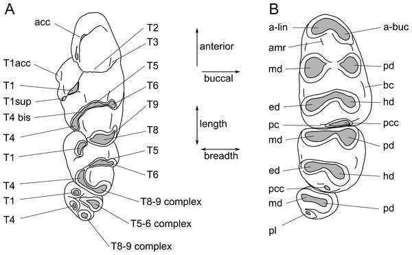 Molar cusp terminology for species of Leggadina.