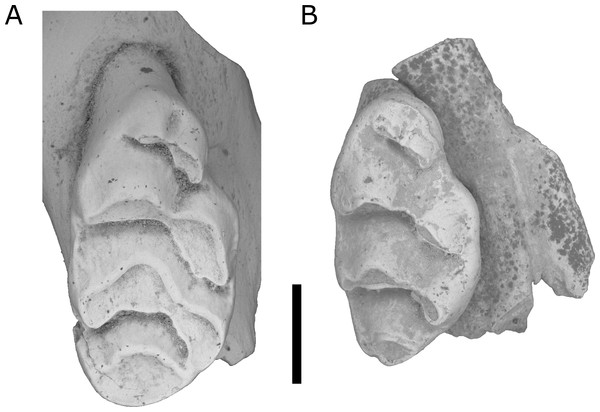 Comparison of right M1 of L. irvini with L. macrodonta.