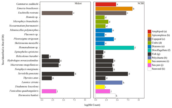 Taxa identified from the diet of M. challengeri using the Midori and NCBI databases for the COI sequences.