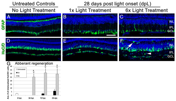 Following multiple rounds of regeneration, retinas exhibit abnormal localization of inner retinal neurons.