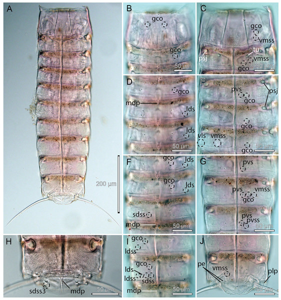 Light micrographs showing overviews and details of male holotype, NHMD-233049, of Cristaphyes dordaidelosensis sp. nov.