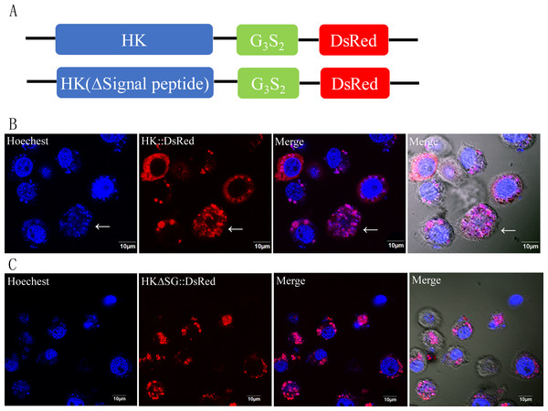 Subcellular localization of HK::DsRed and HKΔSG::DsRed in BmN.