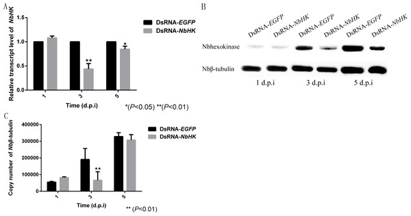 Effect of NbHK down-regulation on N. bombycis proliferation.