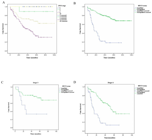 The Kaplan–Meier survival curves for NB patients (n = 262) with different stages and different MYCN status, stage 3 patients (n = 58) with different MYCN status, and stage 4 patients (n = 135) with different MYCN status.