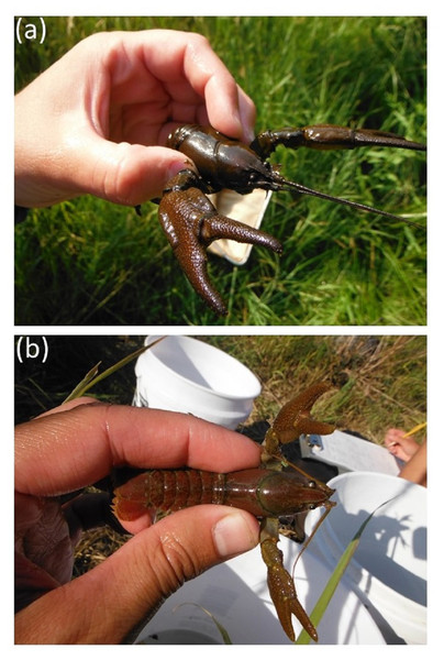 Images of Pacifastacus connectens (A) and Pacifastacus gambelii (B).
