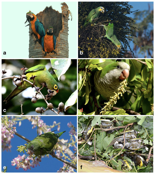 Some of the species of Psittaciformes that occur in the wild in Puerto Rico, and Hurricane Maria-related mortality.