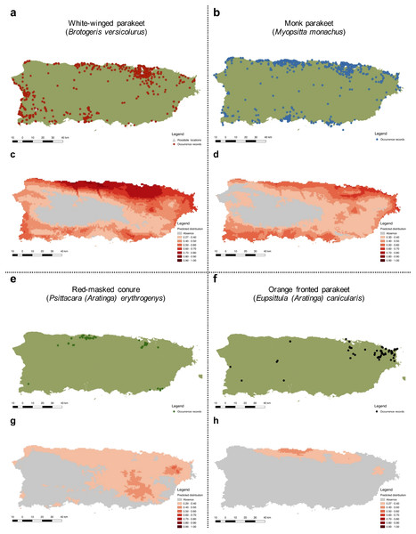 Current distribution of Psittaciformes in Puerto Rico whose populations are increasing (A, B, E, F) and the predicted distribution of the species based on the maximum entropy model (MaxEnt: C, D, G, H).