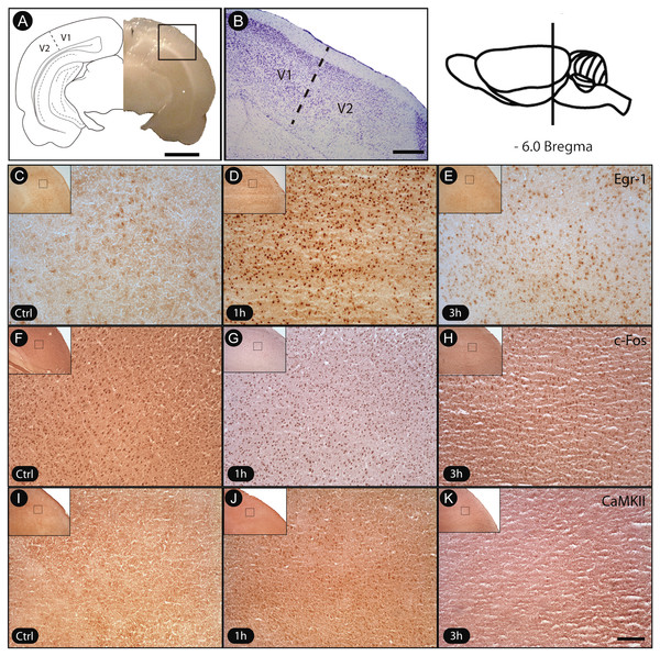 Transient activation of plasticity-related factors in V1 cortex after non-visual object exploration.