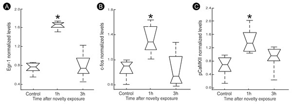 Normalized levels plasticity-related factors in V1 cortex after non-visual object exploration.