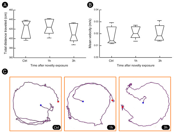 Locomotion parameters during the post-novelty period.