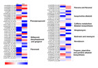 Heat map showing the expression profiles of DEGs in secondary metabolism pathways according to KEGG enrichment.