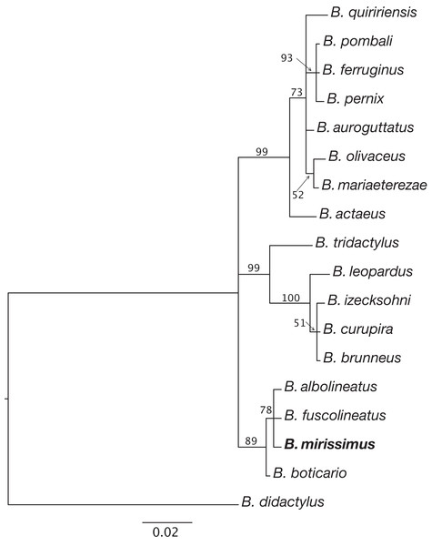 Relationships between species of the Brachycephalus pernix species group based on a partial sequence of the 16S mitochondrial gene.